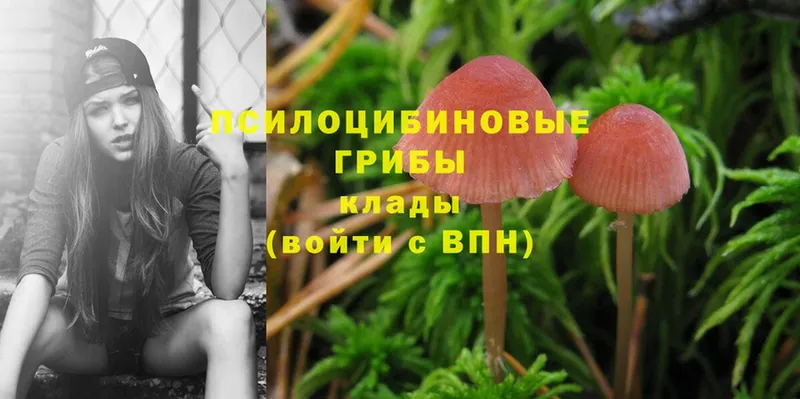 наркота  Красноармейск  Псилоцибиновые грибы Psilocybe 